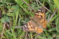 Vanessa cardui
