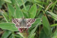Pyrgus malvae