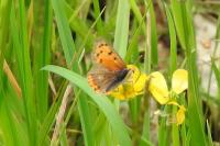 Lycaena phlaeas