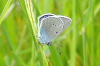 Glaucopsyche alexis