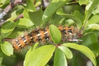 Euplagia quadripunctaria