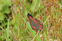 Tyria jacobaeae