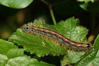 Malacosoma neustria