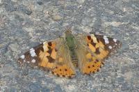 Vanessa cardui