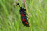 Zygaena trifolii