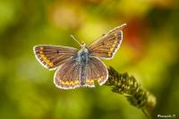 Polyommatus icarus