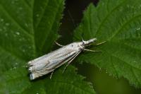 Crambus lathoniellus
