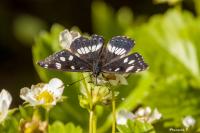 Limenitis reducta
