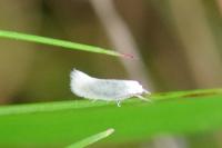 Elachista argentella