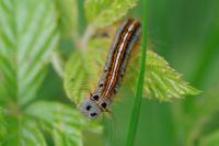 Malacosoma neustria