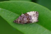 Hedya pruniana