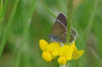 Cyaniris semiargus