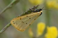 Setina irrorella
