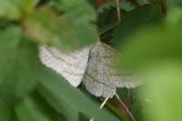 Perconia strigillaria
