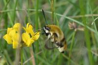 Hemaris tityus