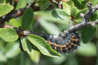 Saturnia pavonia