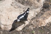 Limenitis reducta