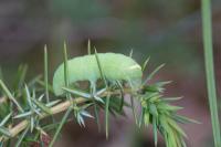 Orthosia cerasi