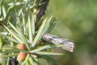 Thisanotia chrysonuchella