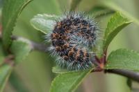 Saturnia pavonia
