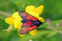 Zygaena trifolii