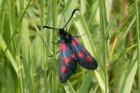 Zygaena trifolii