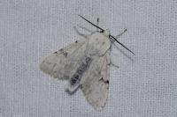 Acronicta leporina