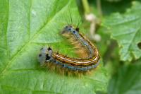 Malacosoma neustria