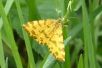 Pseudopanthera macularia