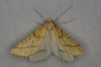 Aspitates ochrearia