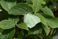 Gonepteryx rhamni