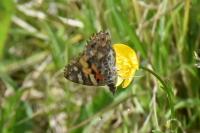 Vanessa cardui