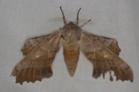 Laothoe populi