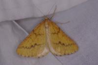 Aspitates ochrearia