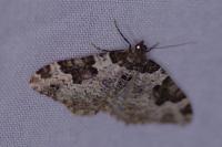 Xanthorhoe fluctuata