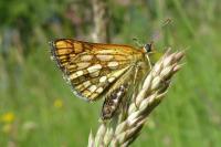 Carterocephalus palaemon