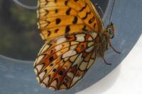 Boloria selene