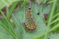 Malacosoma neustria