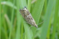 Dichrorampha