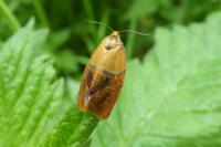 Ptycholoma lecheana