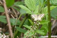 Ematurga atomaria