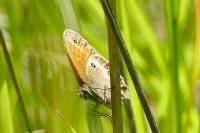 Coenonympha arcania