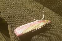 Oncocera semirubella