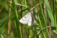 Siona lineata