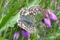 Pyrgus malvae