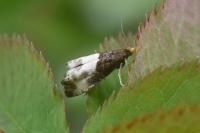 Notocelia cynosbatella
