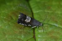 Grapholita compositella