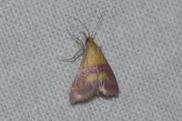 Pyrausta sanguinalis