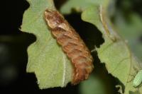 Quercusia quercus