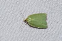 Tortrix viridana